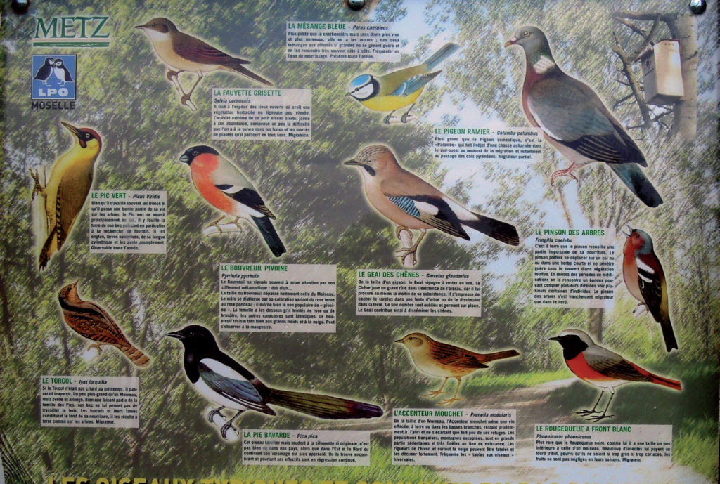 Les différents oiseaux recensés dans le parc